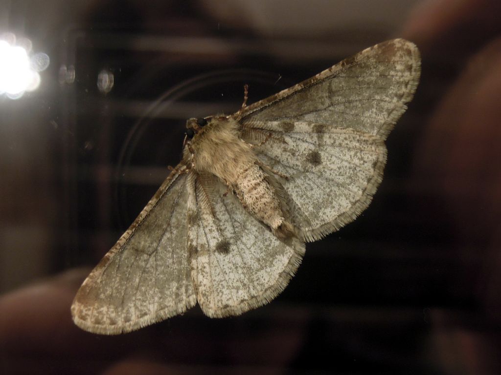 Phigalia pilosaria (Geometridae)